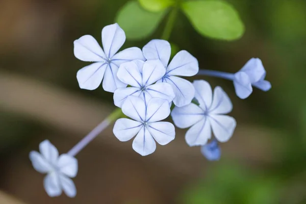 Крупный план маленьких белых цветов — стоковое фото