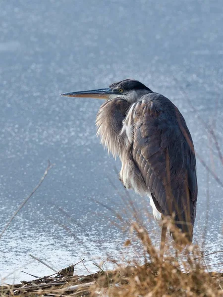 Een Watervogel Met Een Lange Snavel Die Bij Een Meer — Stockfoto