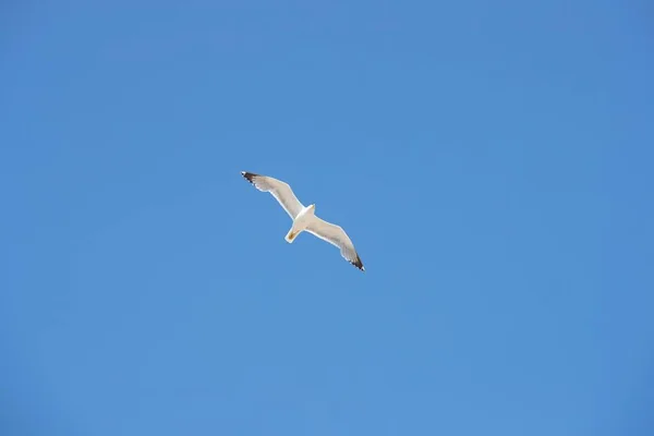 Alacsony szögű felvétel egy sirályról, amint kék égbolttal a háttérben repül. — Stock Fotó