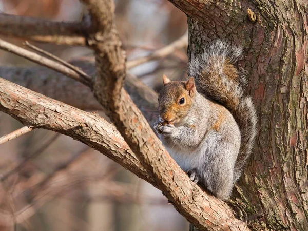 木の枝に座っている東部の灰色のリスは 背景がぼやけてナッツを食べている — ストック写真