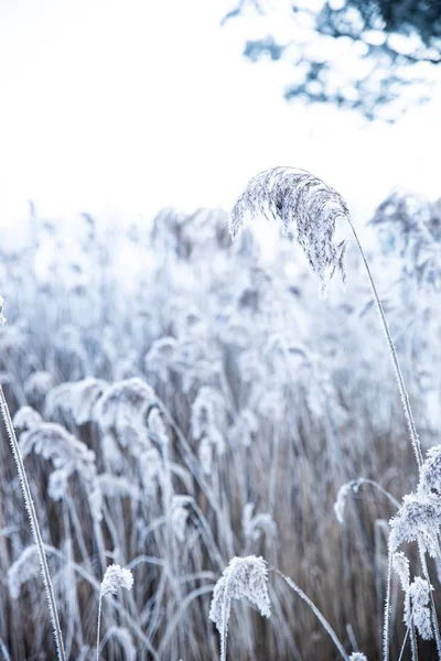 Mise au point sélective verticale d'une branche d'herbe douce recouverte de neige avec un arrière-plan flou — Photo