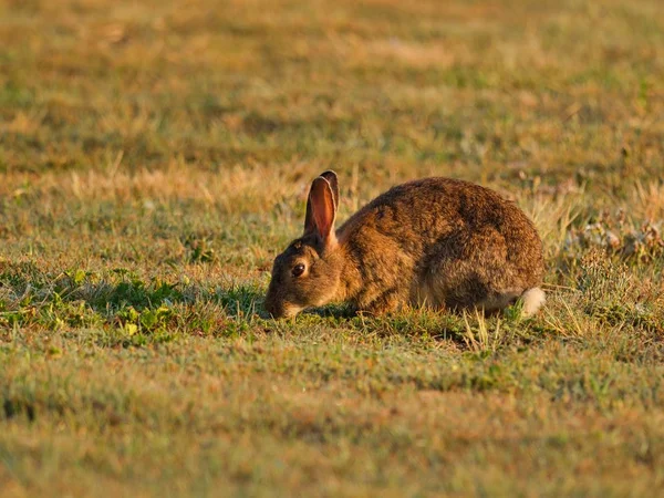 Коричневий Кролик Полі Оточений Травою Під Сонячним Світлом Розмитим Тлом — стокове фото