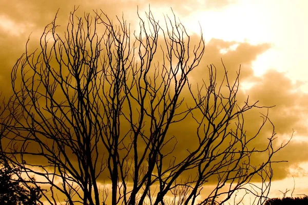 Silhouet van een bladloze boom met een gele lucht op de achtergrond - het concept van vervuiling — Stockfoto