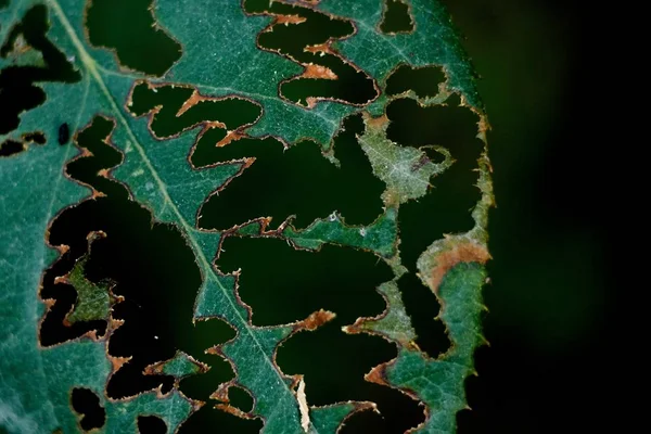 Yüzeyinde desenli delikler olan hasarlı yeşil yaprağın seçici odak noktası. — Stok fotoğraf