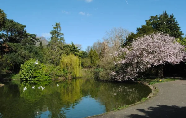 Botanická zahrada, Royal Victoria Park, Bath, Anglie. Březen 25 2019. — Stock fotografie