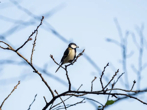 Uno Scatto Selettivo Una Tit Parus Giapponese Una Filiale Nella — Foto Stock