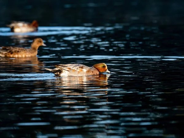 Die Schönen Entchen Schwimmen Einem See Izumi Wald Yamato Japan — Stockfoto