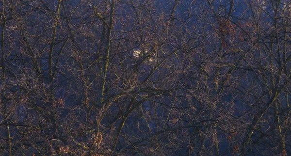 Низький кут зору гілок дерева з місяцем на фоні вночі — стокове фото