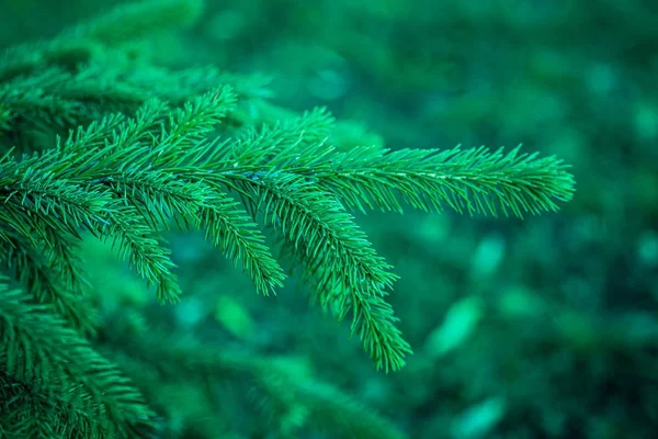 Selective focus shot of beautiful pine tree branches with a blurred background — 스톡 사진