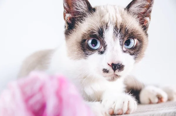 Primer plano de la cara marrón y blanca de un lindo gato de ojos azules —  Fotos de Stock