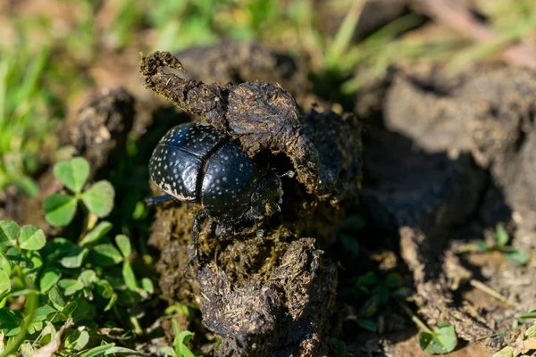 A black dung beetle, scarab beetle, Scarabaeus (Ateuchetus) variolosus, found handling a big ball of dung across a field. Maltese countryside, Malta