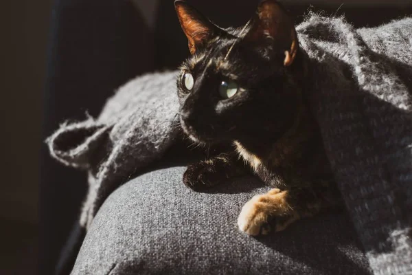 Hauskatze mit verängstigtem Gesicht liegt unter einer kuscheligen Decke — Stockfoto