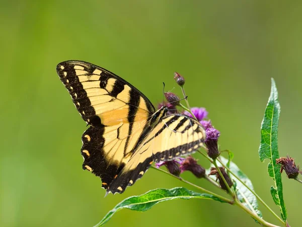 蝴蝶在背景模糊的花朵上的黑色和黄色蝴蝶的特写 — 图库照片