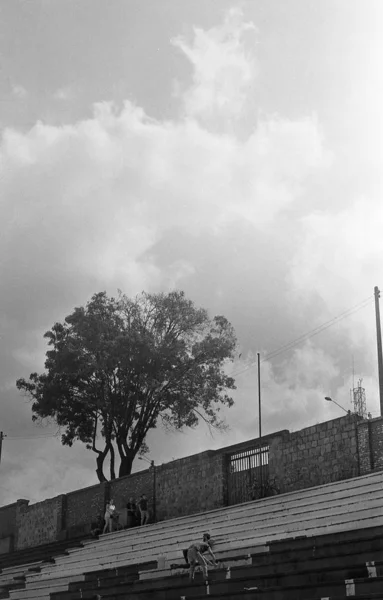 Vue verticale de l'échelle de gris des escaliers et d'un grand arbre devant un bâtiment capturé sous un angle bas — Photo