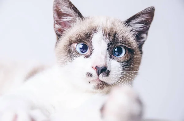 Closeup tiro do rosto marrom e branco de um gato bonito de olhos azuis — Fotografia de Stock