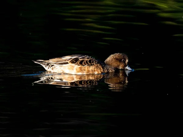 Belo Pato Nadando Lago Floresta Izumi Yamato Japão Capturado Amanhecer — Fotografia de Stock