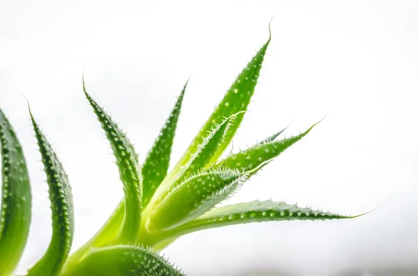 Primer plano de las hojas verdes de una planta de aloe con un fondo blanco — Foto de Stock