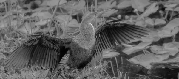Grayscale Selective Focus Shot Exotic Bird Open Wings — 스톡 사진