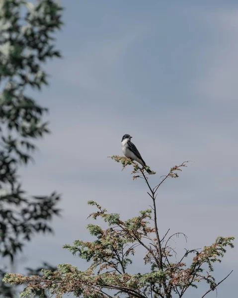 Colpo Verticale Bellissimo Uccello Bianco Nero Sulla Cima Albero — Foto Stock