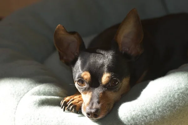 Closeup Shot Cute Dog Laying Pillow While Looking Camera — 스톡 사진