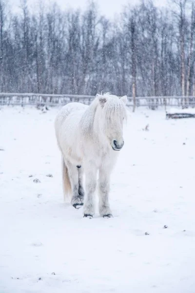 Vertikální Záběr Krásného Bílého Koně Zasněženém Poli Severu Švédska — Stock fotografie