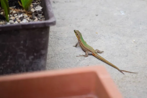 Maltese Wall Lizard Podarcis Filfolensis Forked Tail Two Tails Split — Stock Photo, Image