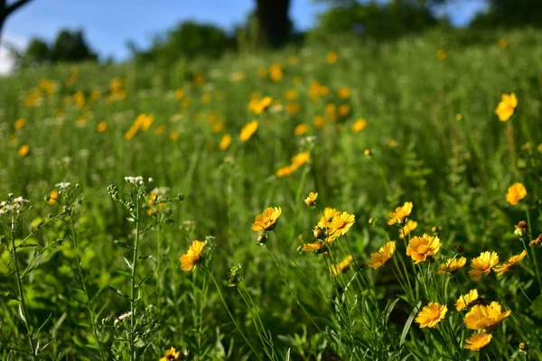 Schönes Feld mit gelben Blumen auf verschwommenem Hintergrund — Stockfoto
