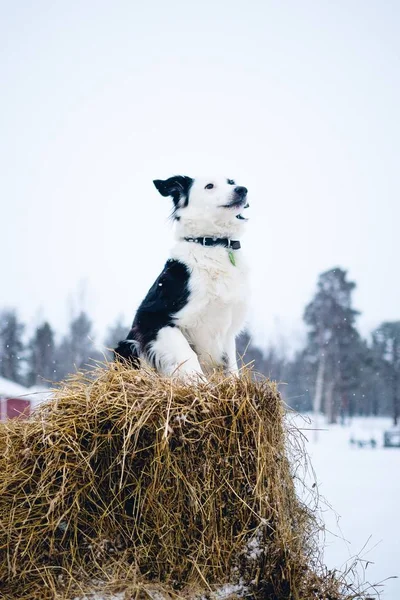 Вертикальный Снимок Собаки Сидящей Блоке Сена Севере Швеции — стоковое фото