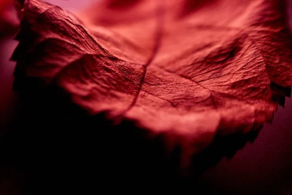 Güzel bir kırmızı kadife yaprağın yakından çekimi - duvar kağıdı için mükemmel. — Stok fotoğraf