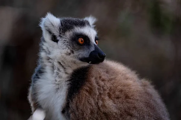 Okřídlený Lemur Překvapenou Tváří Rozmazaném Pozadí — Stock fotografie