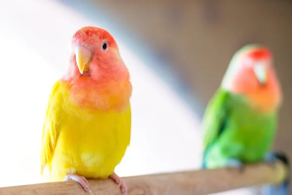 Lindo Tortolito Con Cara Melocotón Con Plumas Colores Sobre Fondo —  Fotos de Stock