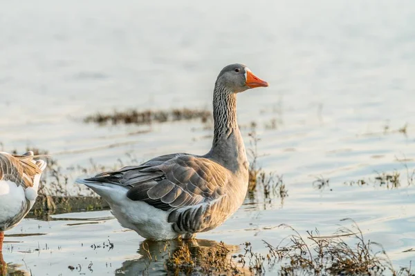 Eine Selektive Fokusaufnahme Einer Wasser Stehenden Ente — Stockfoto