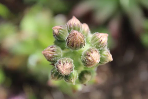 Primo Piano Una Bella Pianta Esotica Nel Mezzo Giardino — Foto Stock