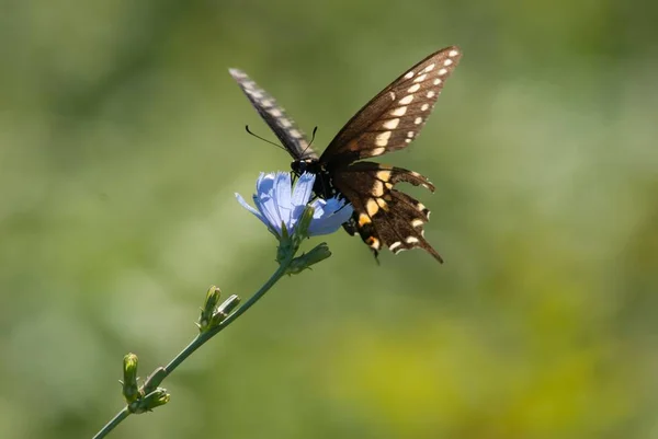 Kelebeğin Yakın Planında Güçlü Bir Bokeh Arka Planı Olan Mavi — Stok fotoğraf