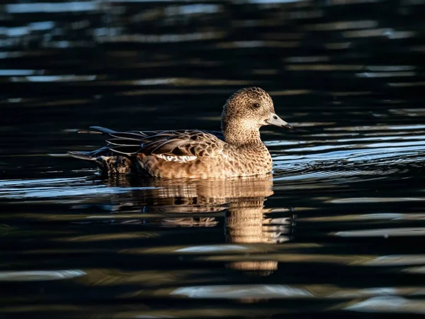 大和国泉の湖で泳ぐ美しいアヒル早朝に捕獲された — ストック写真