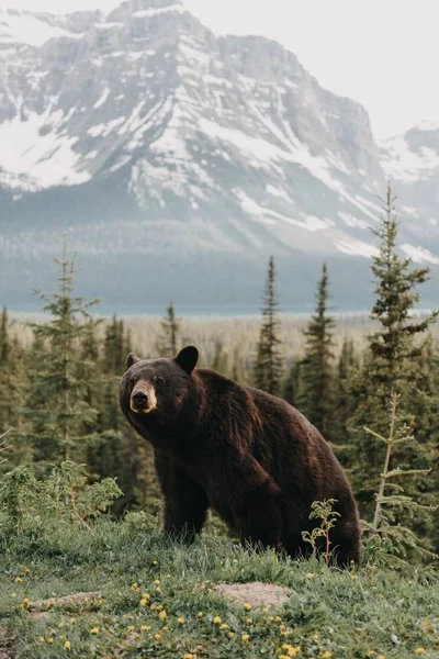 Вертикальный Снимок Милого Медведя Висящего Лесу Окружении Гор — стоковое фото