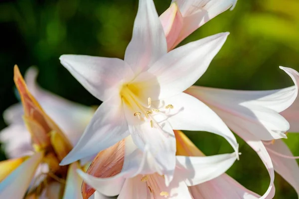 Detailní Záběr Bílé Květiny Rozmazaným Pozadím — Stock fotografie