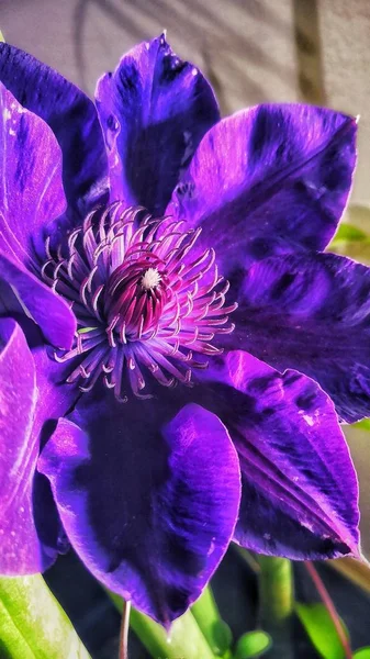 Vertikální Detailní Záběr Krásné Iris Kvetoucí Rostliny — Stock fotografie