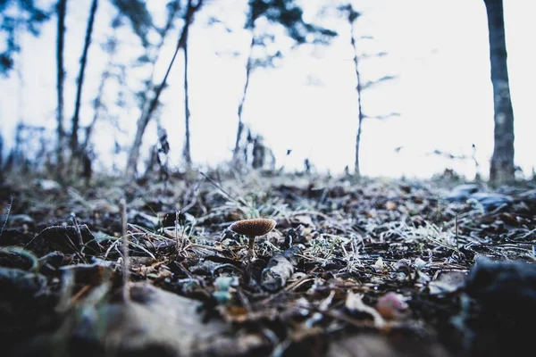Вибірковий фокус дрібного гриба, що росте в грунті з розмитим тлом — стокове фото
