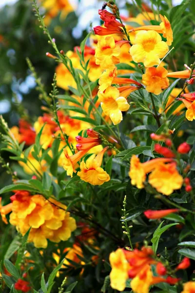 Beautiful Yellow Petaled Flowers Green Leaves Great Wallpaper — Stock Photo, Image