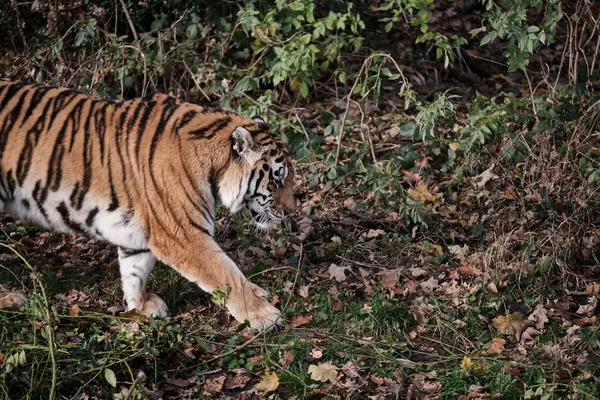 Крупним Планом Знімок Красивого Тигра Йде Землі Опалим Листям — стокове фото