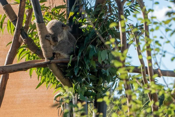 Koala Che Dorme Albero Immerso Nel Verde Sotto Luce Del — Foto Stock