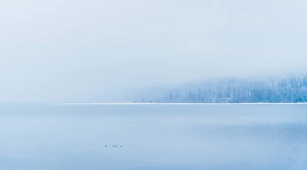 Belle prise de vue d'un lac avec des arbres enneigés au loin sous le brouillard — Photo