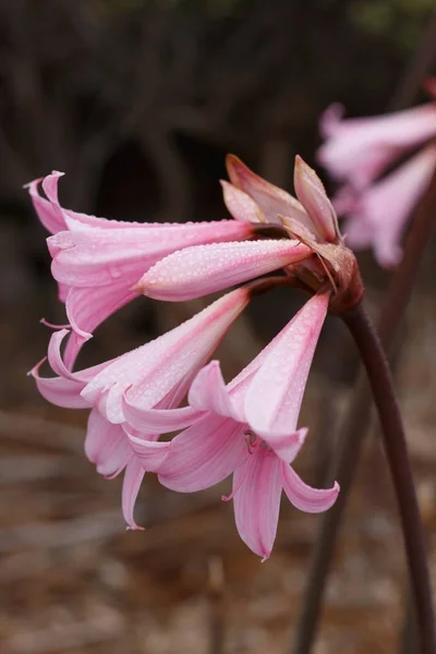 背景がぼんやりとしたピンクのユリの花の垂直クローズアップショット — ストック写真