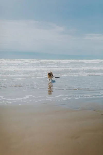 Ένας Σκύλος Τρέχει Γύρω Από Θάλασσα Που Περιβάλλεται Από Την — Φωτογραφία Αρχείου