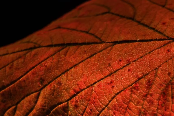 Tiro Close Dos Belos Padrões Veias Uma Folha Laranja — Fotografia de Stock