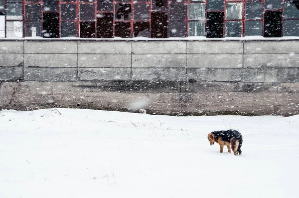 Lindo Labrador Pie Suelo Nevado Frente Casa Durante Copo Nieve —  Fotos de Stock