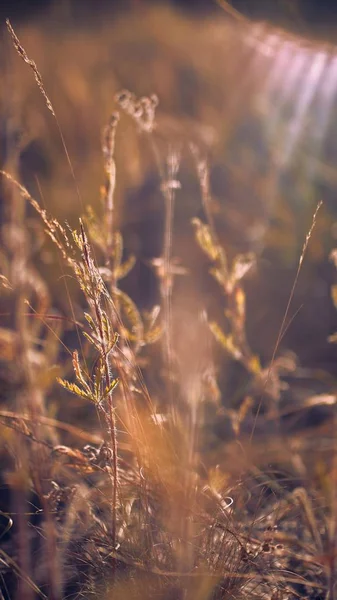 Vertical selective focus shot of a dry grass — 스톡 사진