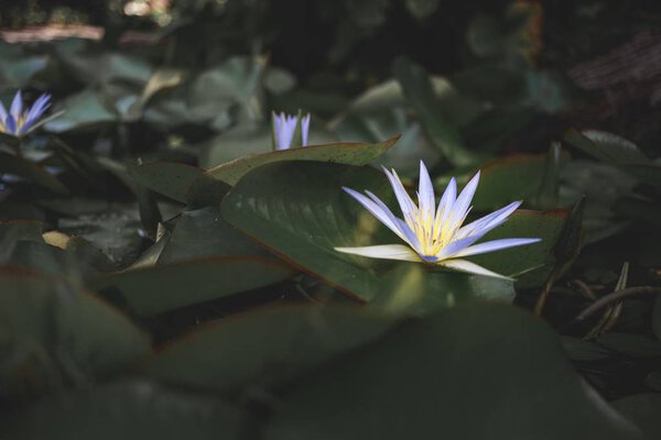 Selective Focus Shot Beautiful Nelumbo Nucifera Flowering Plant Middle Forest — Stock Photo, Image
