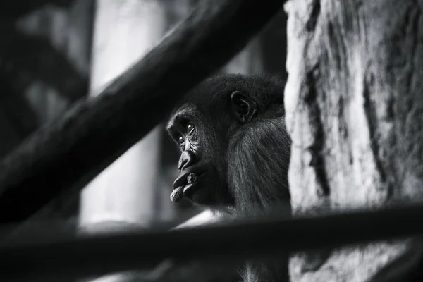 Een Close Grijswaarden Shot Van Een Chimpansee Met Een Serieus — Stockfoto